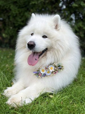 Floral Dog Collars