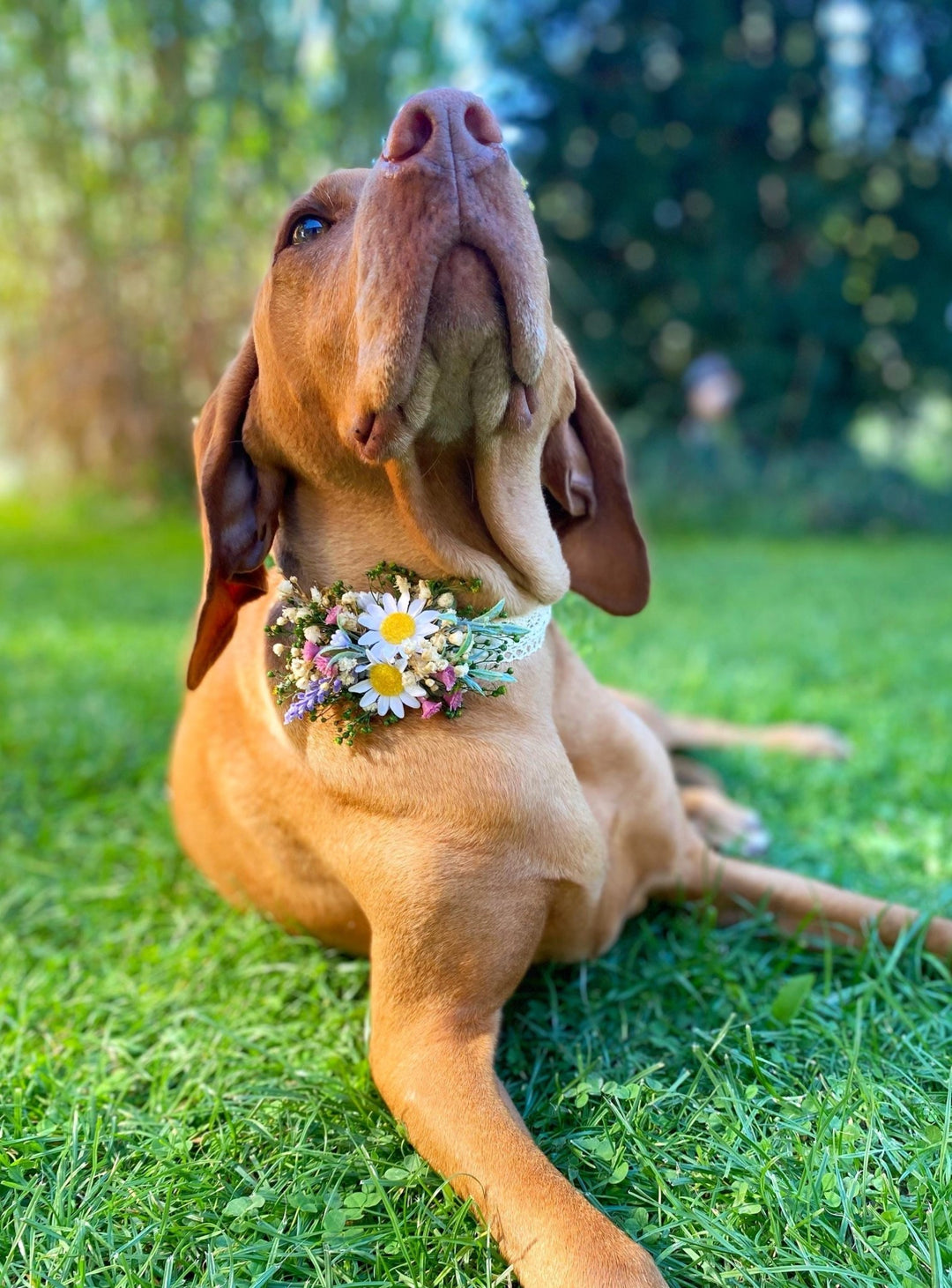 Floral Dog Collar with Lavender & Daisy - Wedding Pet Accessory (M Size) – handmade floral hair accessory by magaela