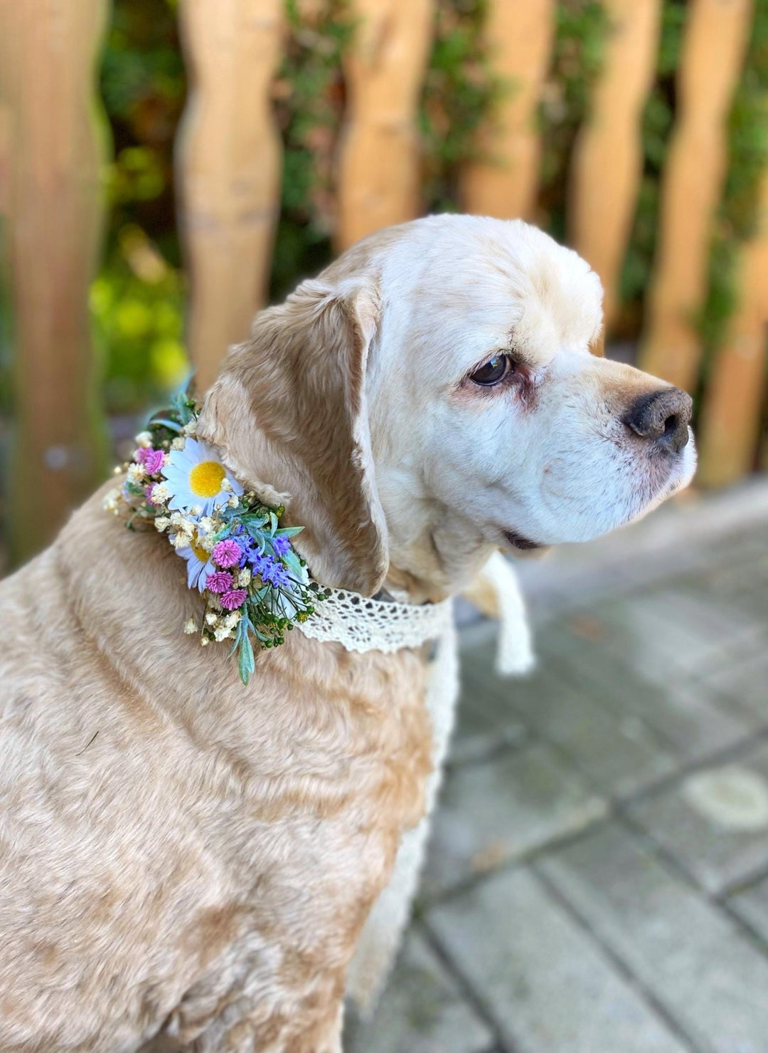 Floral Dog Collar: Lavender & Daisy Flower Collar, Wedding Accessory – handmade floral hair accessory by magaela