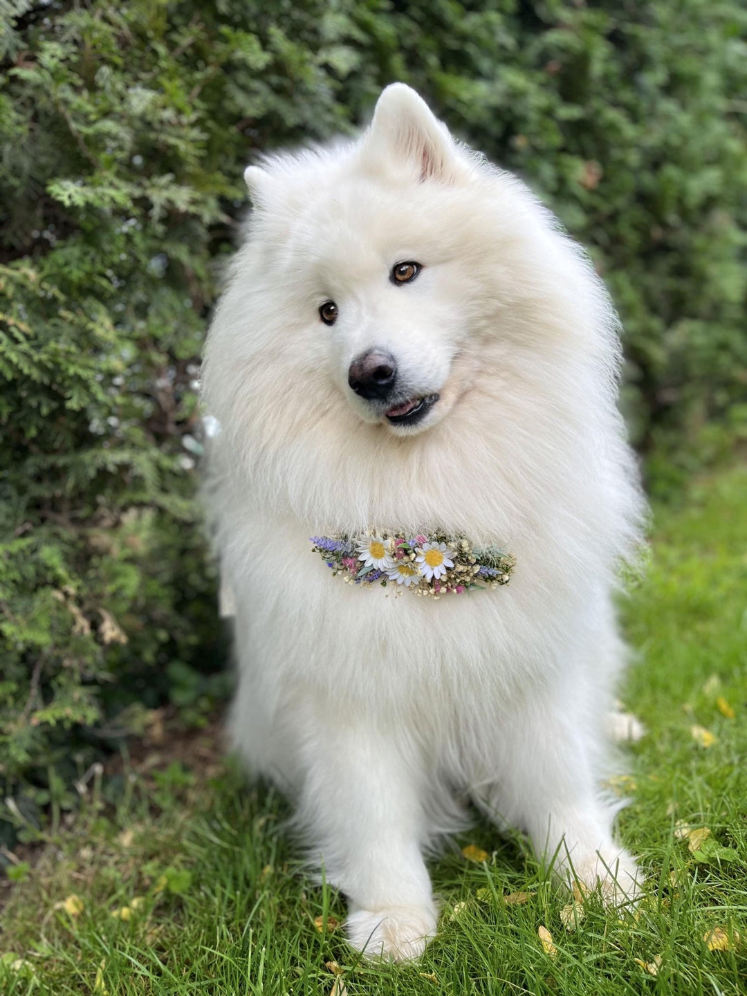 Floral Dog Collar: Lavender Daisy Flower Pet Collar - Wedding Accessory – handmade floral hair accessory by magaela