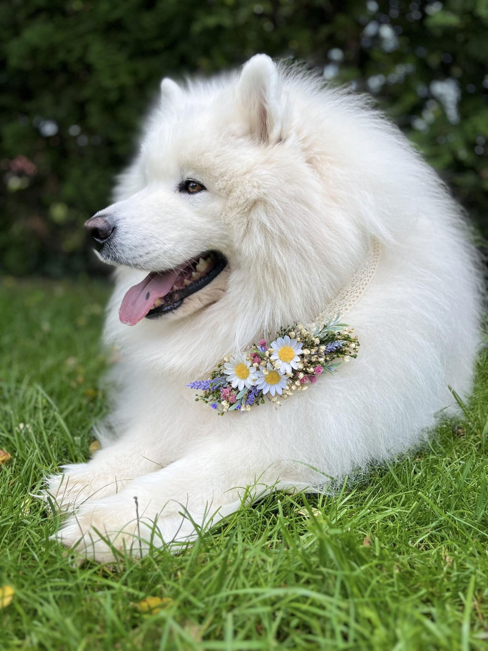 Floral Dog Collar: Lavender Daisy Flower Pet Collar - Wedding Accessory – handmade floral hair accessory by magaela