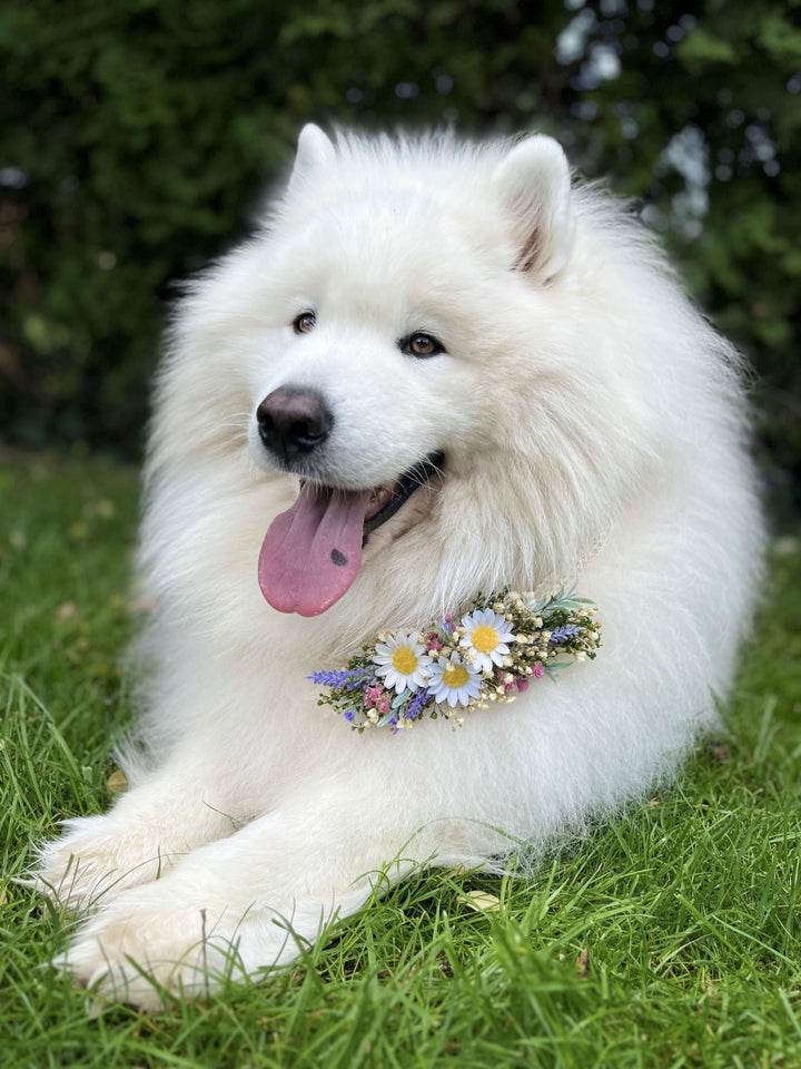 Floral Dog Collar: Lavender Daisy Flower Pet Collar - Wedding Accessory – handmade floral hair accessory by magaela