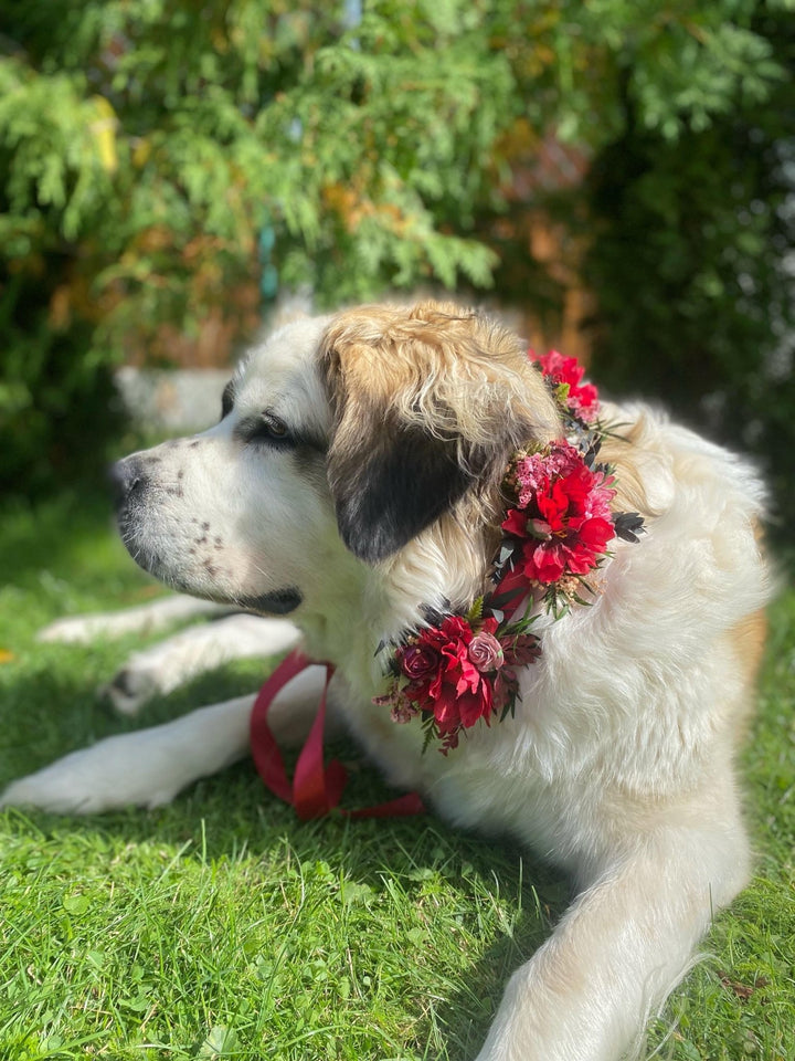 Floral Dog Collar: Burgundy Pink Wedding Flower Collar – handmade floral hair accessory by magaela
