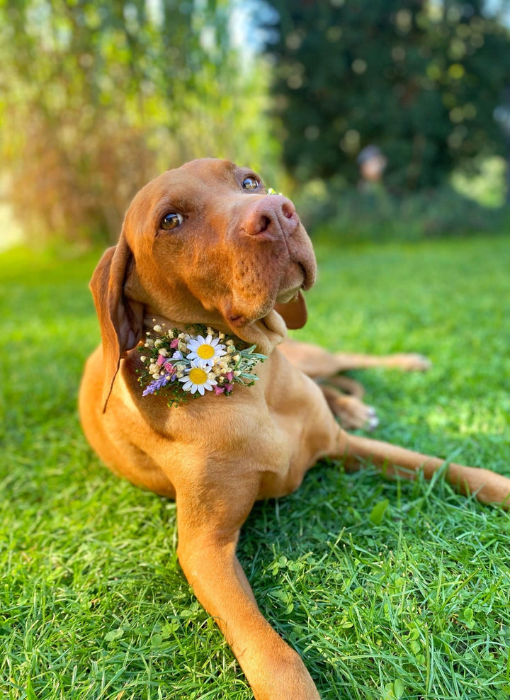 Floral Dog Collar with Lavender & Daisy - Wedding Pet Accessory (M Size) – handmade floral hair accessory by magaela
