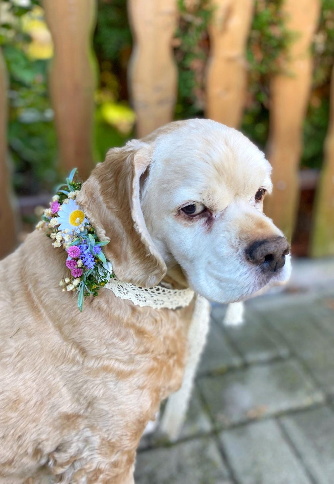 Floral Dog Collar: Lavender & Daisy Flower Collar, Wedding Accessory – handmade floral hair accessory by magaela