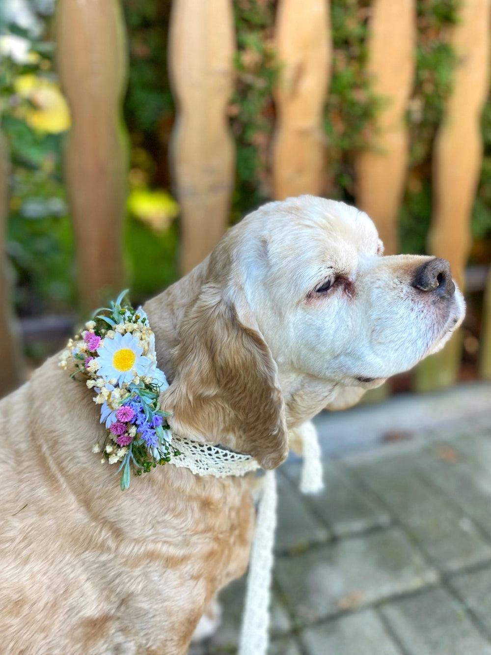 Floral Dog Collar: Lavender & Daisy Flower Collar, Wedding Accessory – handmade floral hair accessory by magaela