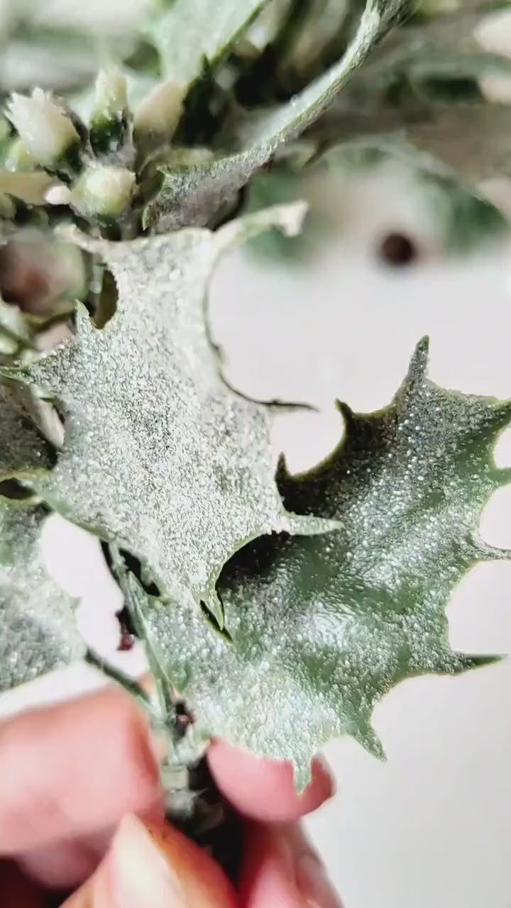 Mistletoe Christmas Headband: Winter Wedding Headpiece