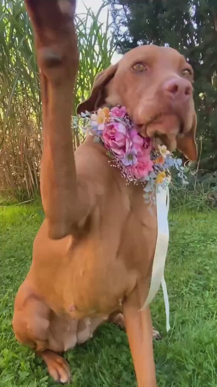Floral Dog Collar: Garden Wedding Flower Collar, M Size