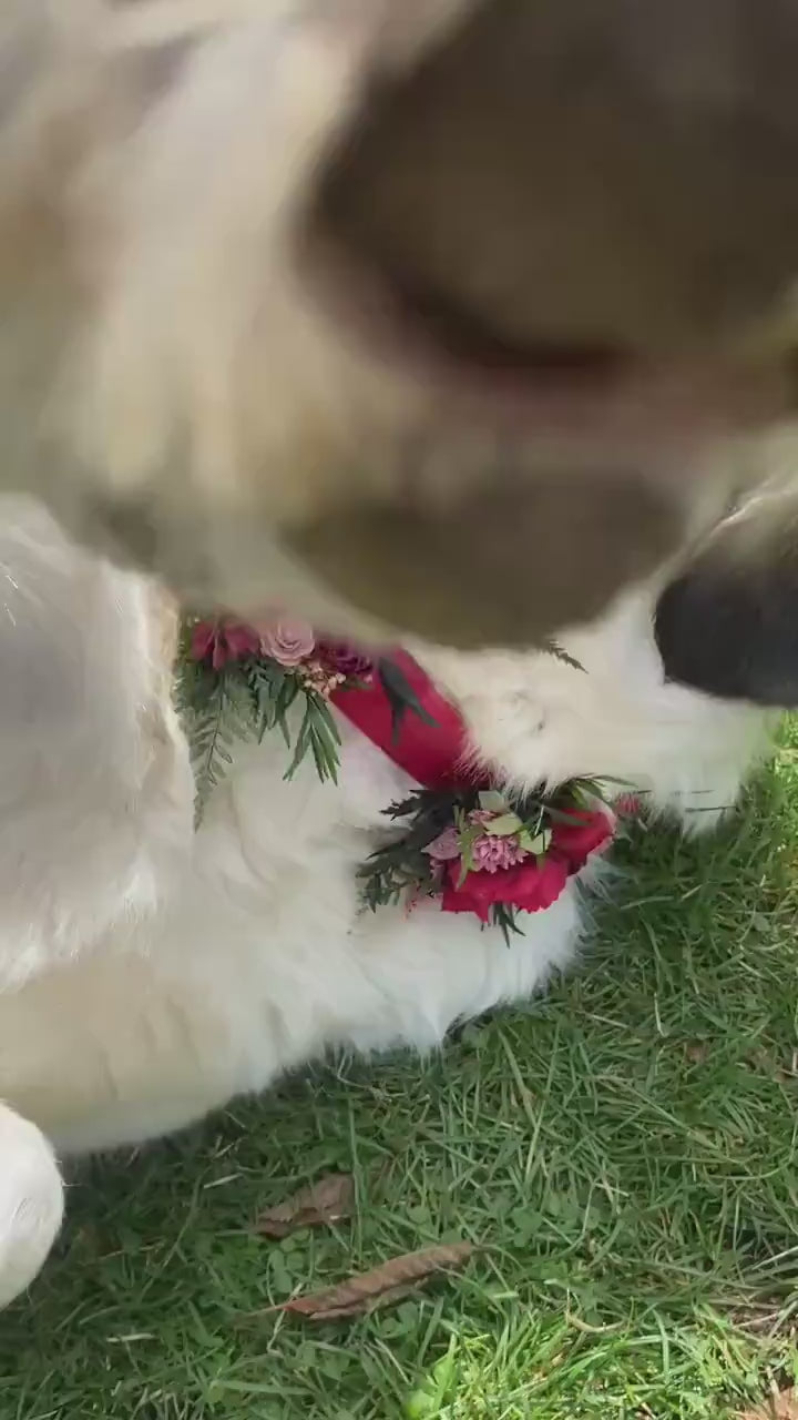 Floral Dog Collar: Burgundy Pink Wedding Flower Collar