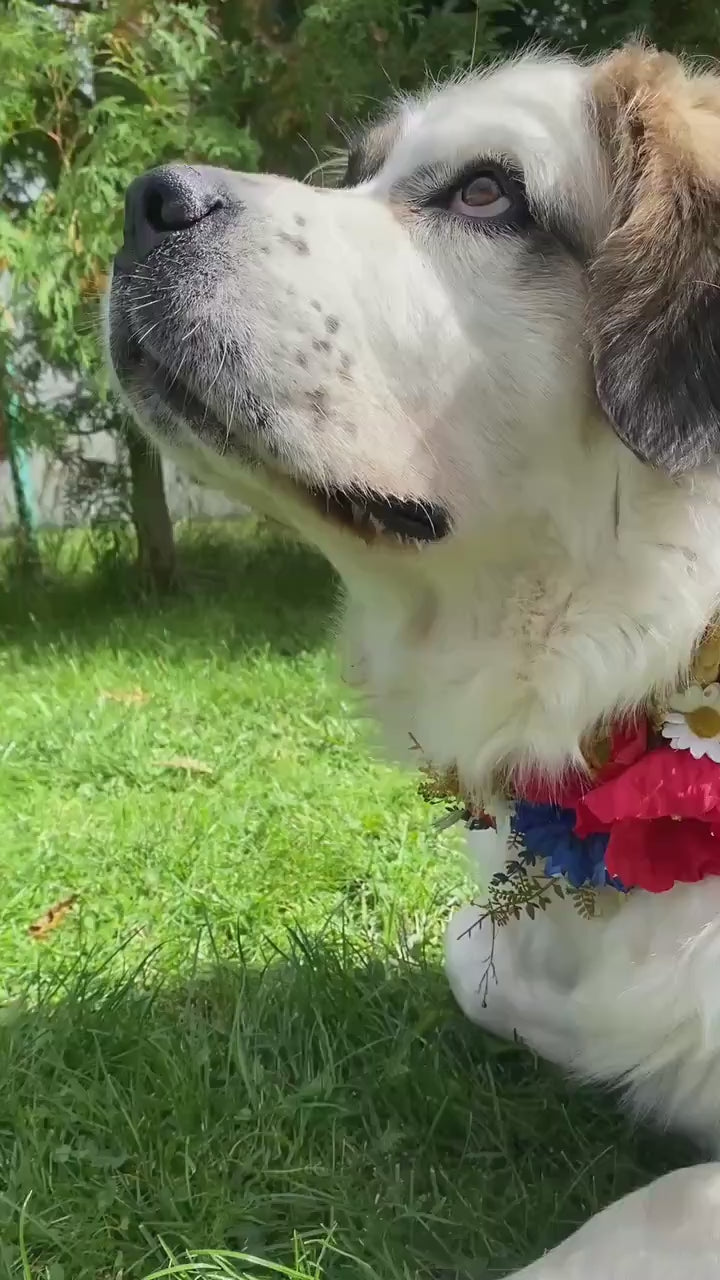 Floral Dog Collar: Folk Meadow Poppy Flower Design, Size L