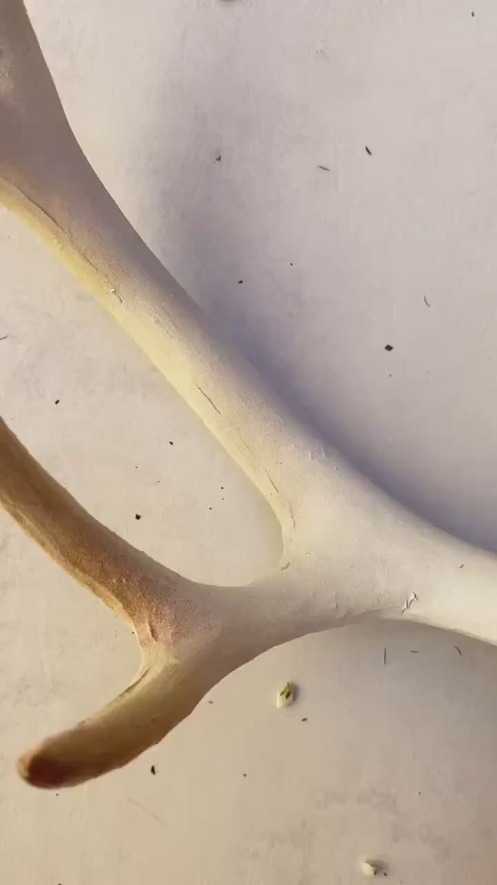 Mushroom Antler Headpiece: Woodland Fairycore Crown